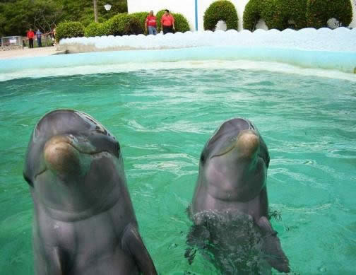acuario-baconao-delfines