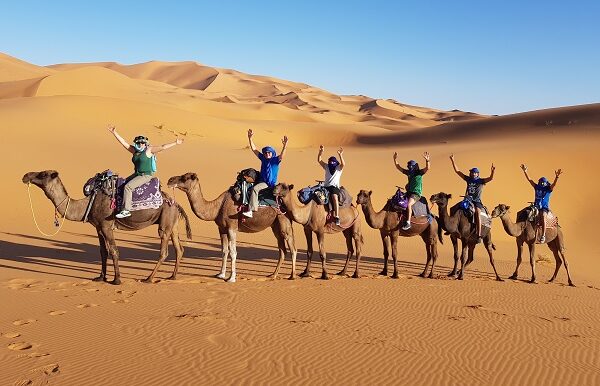 camellos desierto